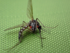Hydrachnidia