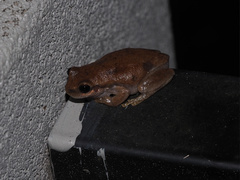 Litoria rubella