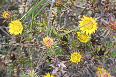 Oedera imbricata