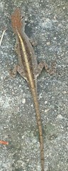 Anolis sagrei