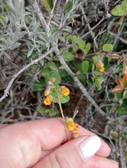 Hermannia althaeoides