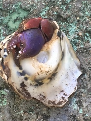 Coenobita clypeatus