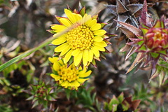 Oedera imbricata
