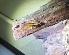 Namablatta bitaeniata