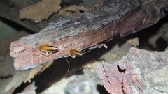 Namablatta bitaeniata