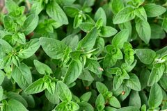 Origanum vulgare