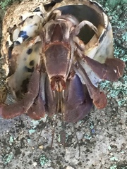 Coenobita clypeatus