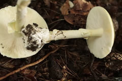 Amanita phalloides