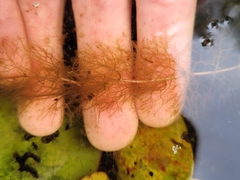 Utricularia geminiscapa