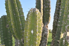 Cereus stenogonus