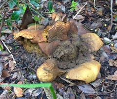 Mycenastrum corium