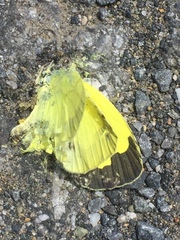 Coliadinae