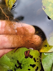 Utricularia geminiscapa