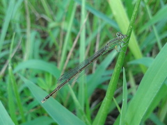 Paracercion v-nigrum