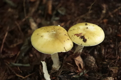Amanita phalloides