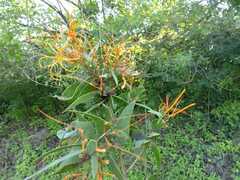 Psittacanthus schiedeanus