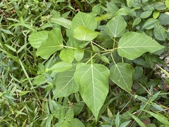 Ficus rumphii