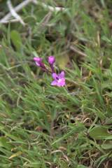 Orchis quadripunctata