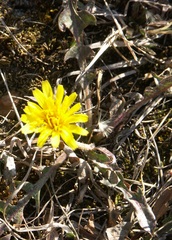 Taraxacum bessarabicum