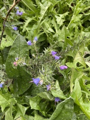 Echium vulgare