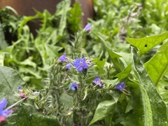 Echium vulgare