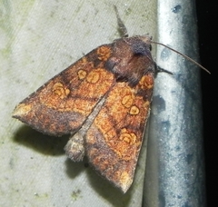 Papaipema impecuniosa