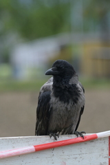Corvus cornix × corone