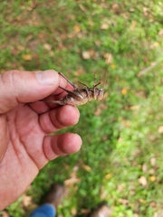 Tettigoniinae