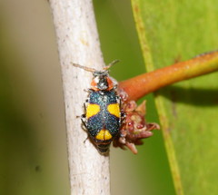 Dicranolaius rockhampton