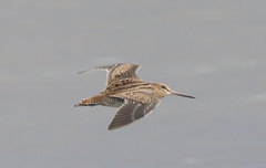 Gallinago stenura