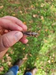 Tettigoniinae