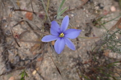 Aristea nana
