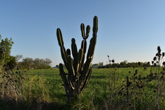 Cereus stenogonus