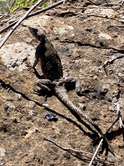 Agamidae