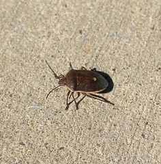 Chlorochroa