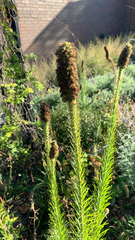 Liatris pycnostachya