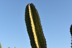 Cereus stenogonus
