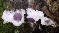 Nectriopsis violacea
