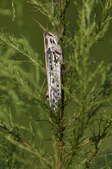 Schistocerca americana