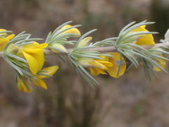 Aspalathus glabrescens