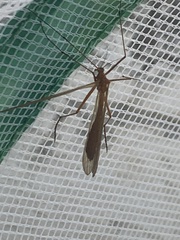 Bittacidae