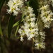Melaleuca leucadendra - Photo (c) Reiner Richter, algunos derechos reservados (CC BY-NC-SA), subido por Reiner Richter
