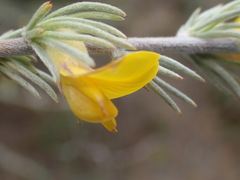 Aspalathus glabrescens