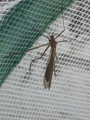 Bittacidae