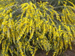 Aspalathus glabrescens