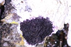 Nectriopsis violacea