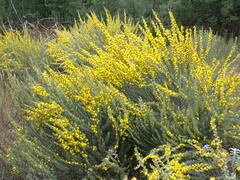 Aspalathus glabrescens