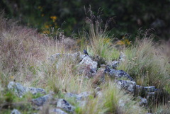 Geospizopsis unicolor