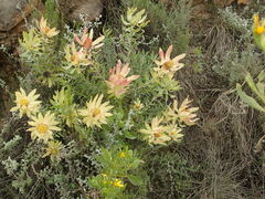 Leucadendron tinctum