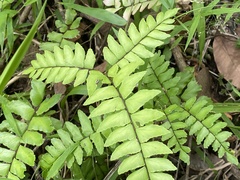 Adiantum latifolium